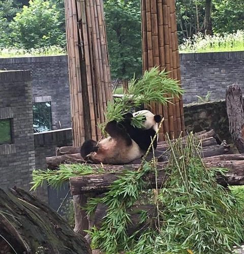 Chengdu: 3-Day Panda Base, Giant Buddha, and Ancient Town  – Southwestern China, China